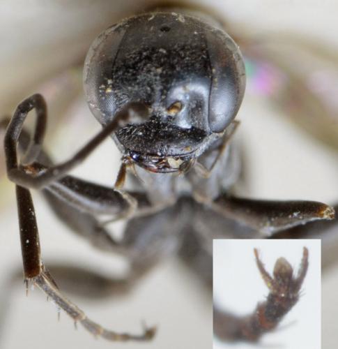 Agenioideus sericeus